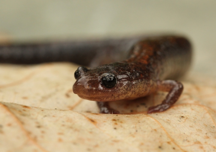 Redback Salamander